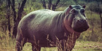 Animals gone wild
