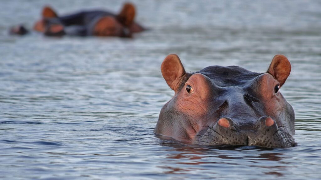 hippos free state