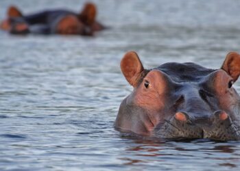 hippos free state