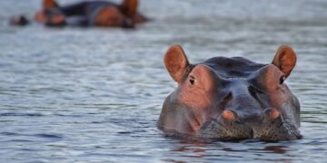 hippos free state