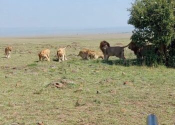 Male Lions