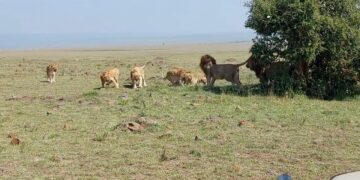 Male Lions