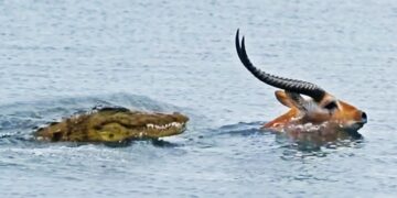 A buck and a croc