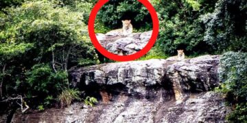leopard KZN
