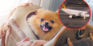 lift airlines dogs