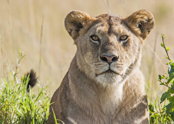 lioness lion north west