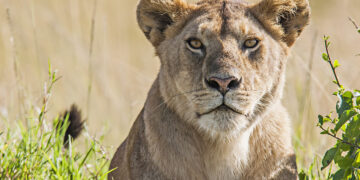 lioness lion north west