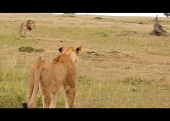 pack of hyenas