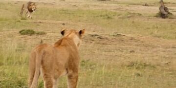 pack of hyenas