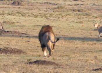 Male lions