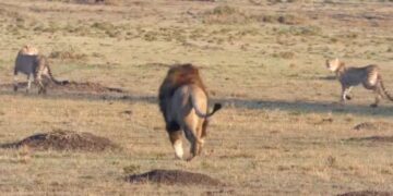 Male lions