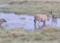 Hyenas surround an eland