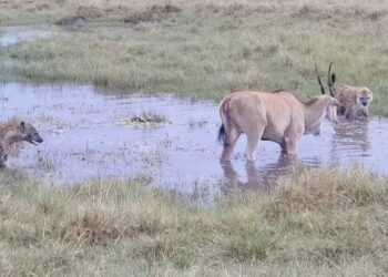 Hyenas surround an eland