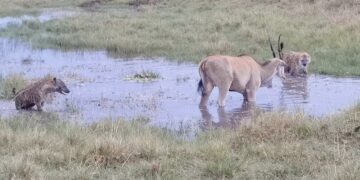 Hyenas surround an eland