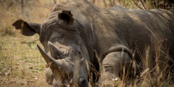 Rhino poaching