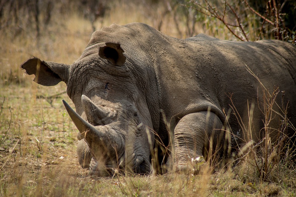 Rhino poaching