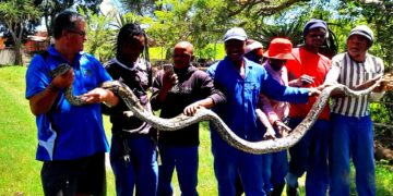 python kzn