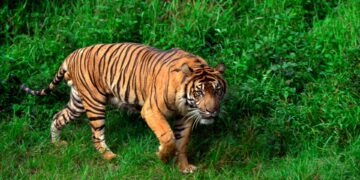 tiger edenvale
