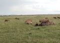 male lions