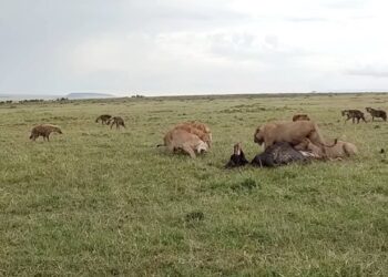 male lions