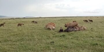 male lions