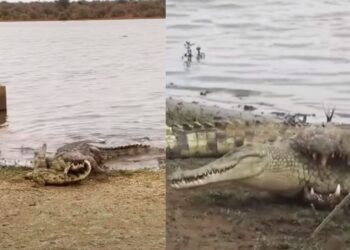 WATCH: Crocodile attacks, eats another crocodile at Kruger National Park