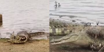 WATCH: Crocodile attacks, eats another crocodile at Kruger National Park