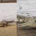 WATCH: Crocodile attacks, eats another crocodile at Kruger National Park