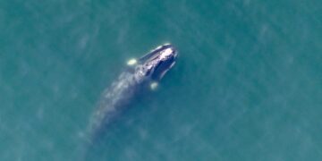 Southern right whale