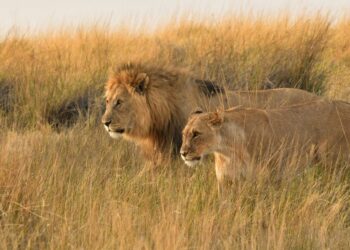 Lions Kruger National Park