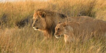 Lions Kruger National Park