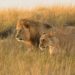 Lions Kruger National Park