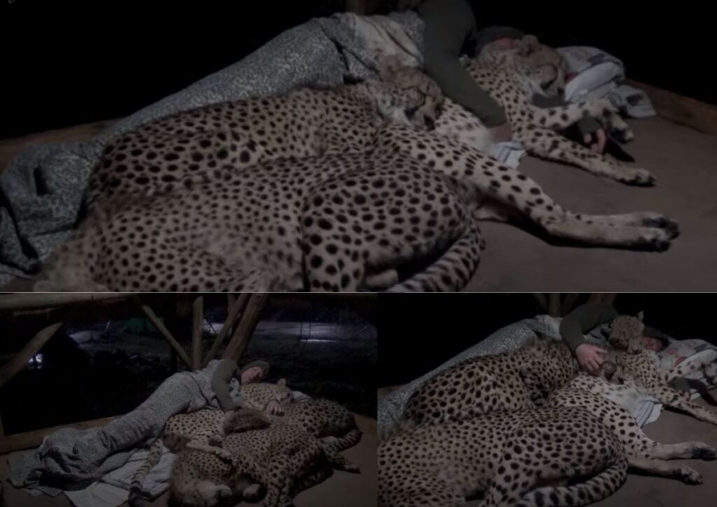 WATCH: Man cuddling cheetahs is trending -AGAIN