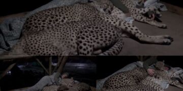 WATCH: Man cuddling cheetahs is trending -AGAIN