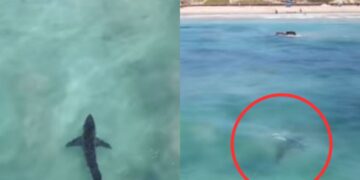 WATCH: Great White Shark spotted near the beach in Hartenbos