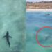 WATCH: Great White Shark spotted near the beach in Hartenbos