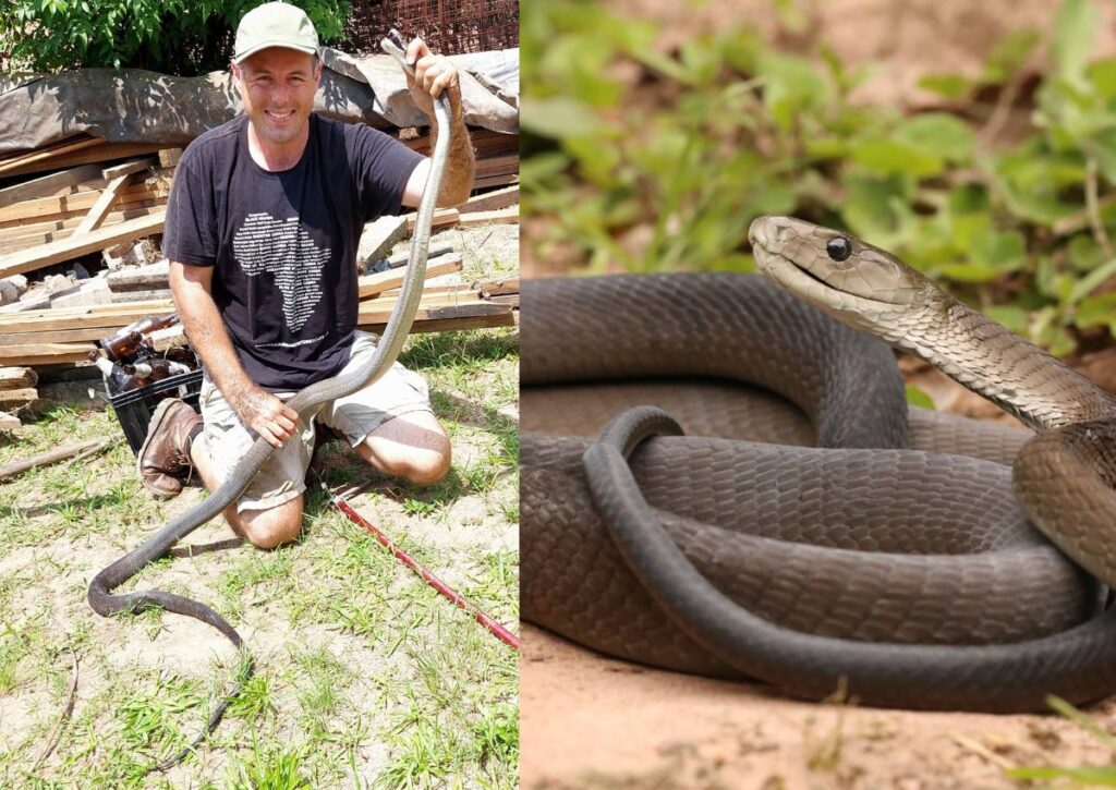 Black MAMBA snake KwaZulu-Natal