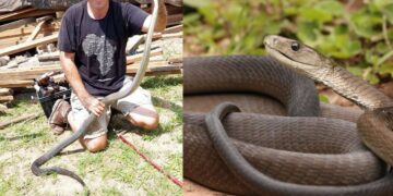 Black MAMBA snake KwaZulu-Natal