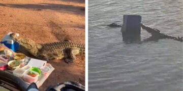 Crocodile
