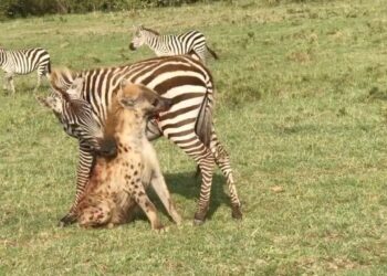 Zebra fights back