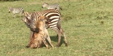 Zebra fights back