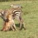 Zebra fights back