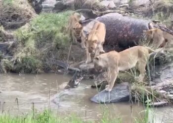 lions not impressed