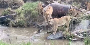 lions not impressed