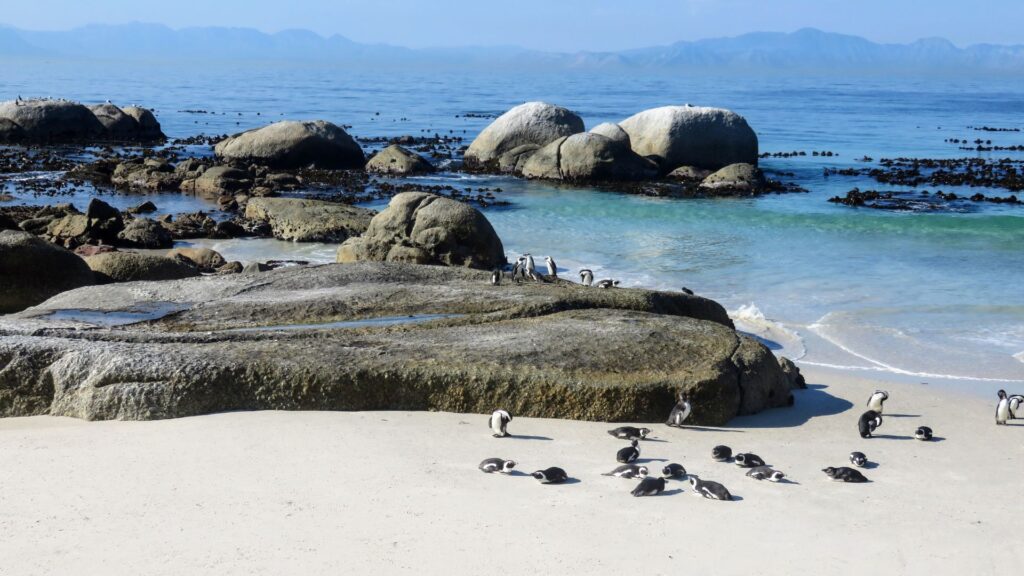 Table Mountain National Park cash-free SANParks