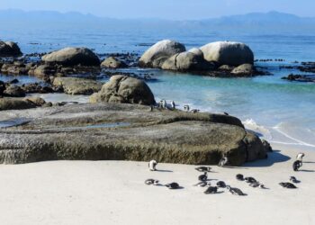 Table Mountain National Park cash-free SANParks