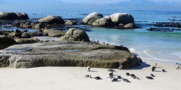 Table Mountain National Park cash-free SANParks