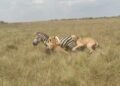 zebra fighting lionesses