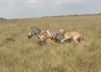 zebra fighting lionesses