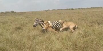 zebra fighting lionesses